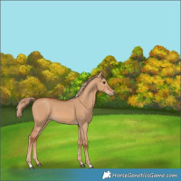 Horse Color:Red Dun 