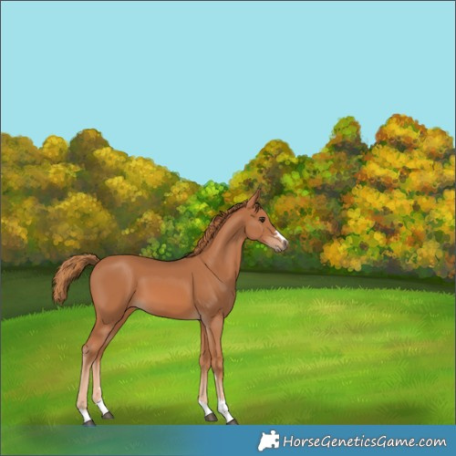 Horse Color:Chestnut 