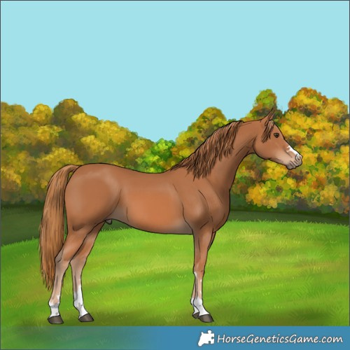 Horse Color:Chestnut 