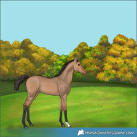 Horse Color:Bay Dun 