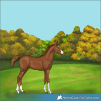 Horse Color:Gray Chestnut 