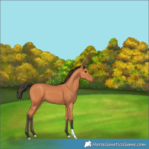 Horse Color:Bay 