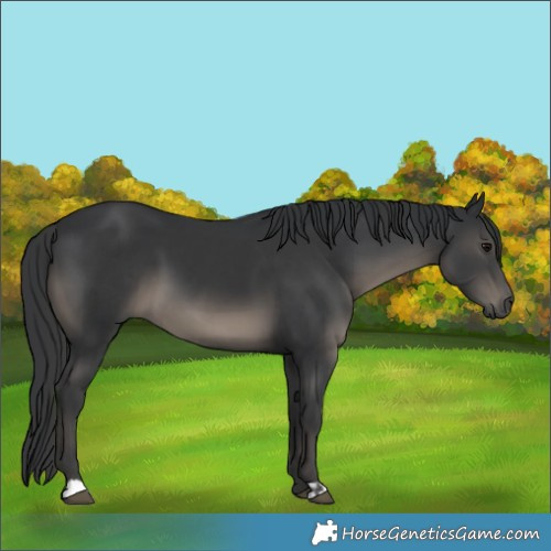 Horse Color:Black  and Black 