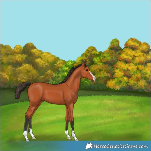 Horse Color:Bay 