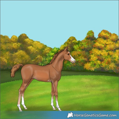 Horse Color:Chestnut 