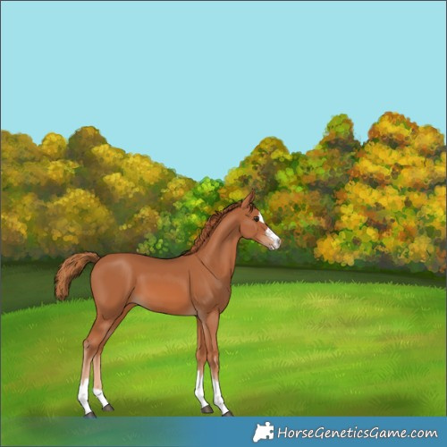 Horse Color:Chestnut 