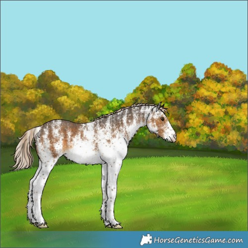 Horse Color:Unknown 
