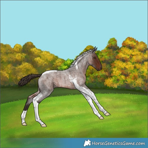 Horse Color:Unknown 
