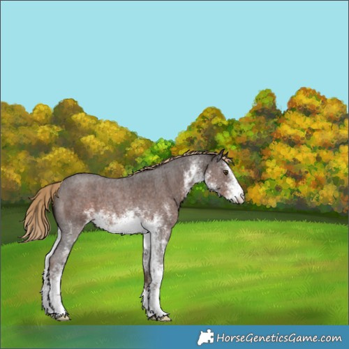 Horse Color:Unknown 