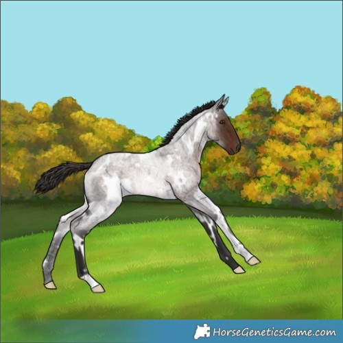 Horse Color:Unknown 