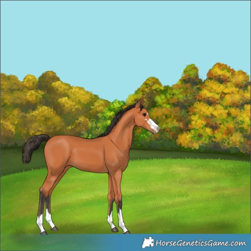 Horse Color:Bay 