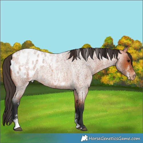 Horse Color:Powder White Bay Roan Blanket
