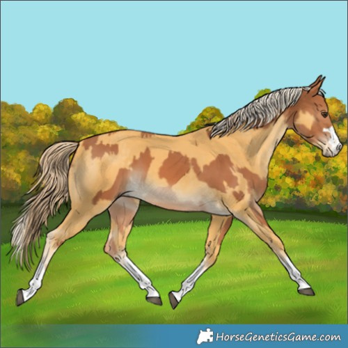 Horse Color:Chestnut  and Palomino 