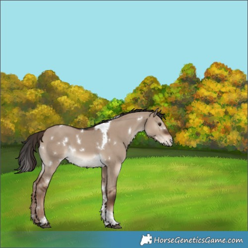 Horse Color:Unknown 
