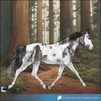 Horse Color:White Spotted Black Splash Tobiano 