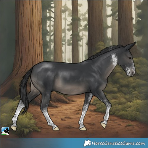Horse Color:White Spotted Black Tobiano