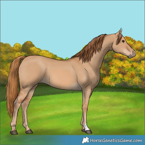Horse Color:Red Dun