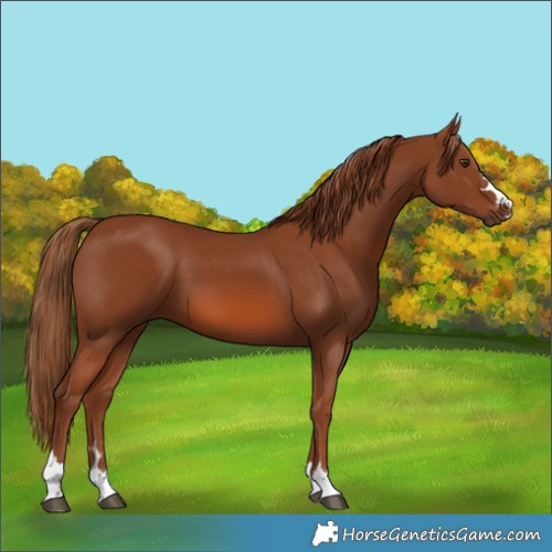 Horse Color:Chestnut 