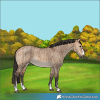Horse Color:Bay Dun and Bay Dun