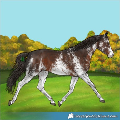 Horse Color:White Spotted Liver Chestnut