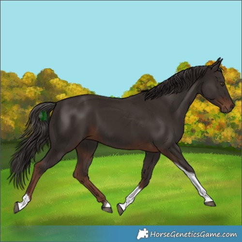 Horse Color:Liver Chestnut Tobiano