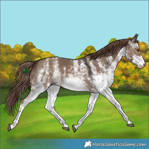 Horse Color:White Spotted Liver Red Dun