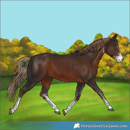 Horse Color:White Spotted Liver Chestnut 