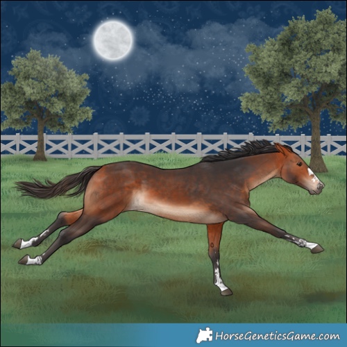 Horse Color:Bay  and Bay 