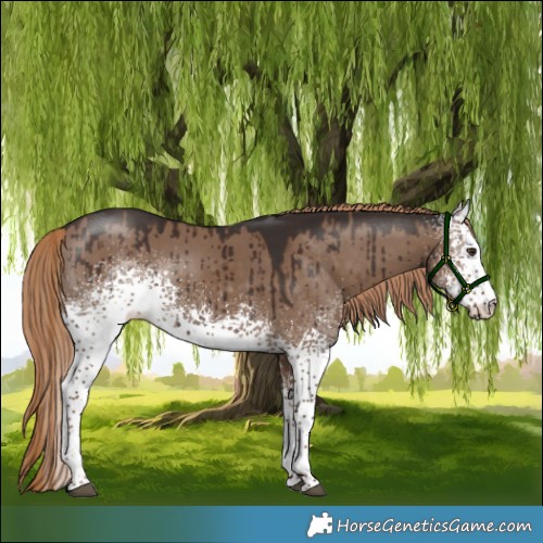 Horse Color:White Spotted Liver Red Dun Tobiano Brindle 