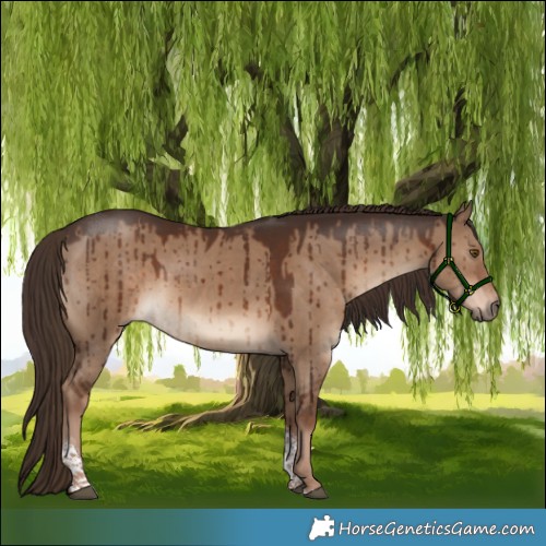 Horse Color:Liver Red Dun Tobiano Rabicano Brindle
