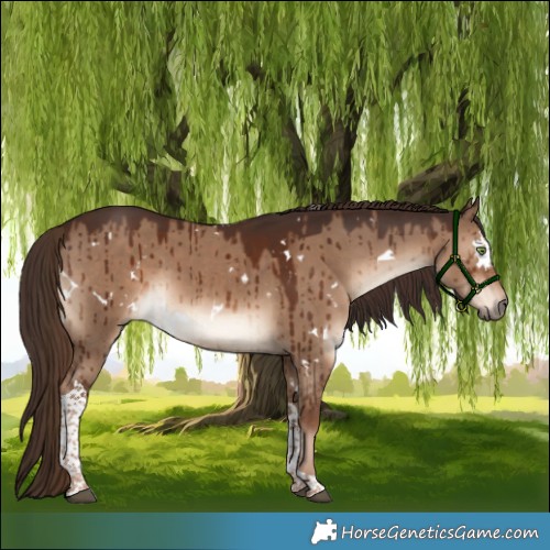 Horse Color:White Spotted Liver Red Dun Tobiano Brindle