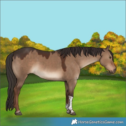 Horse Color:Liver Red Dun Tobiano Rabicano 