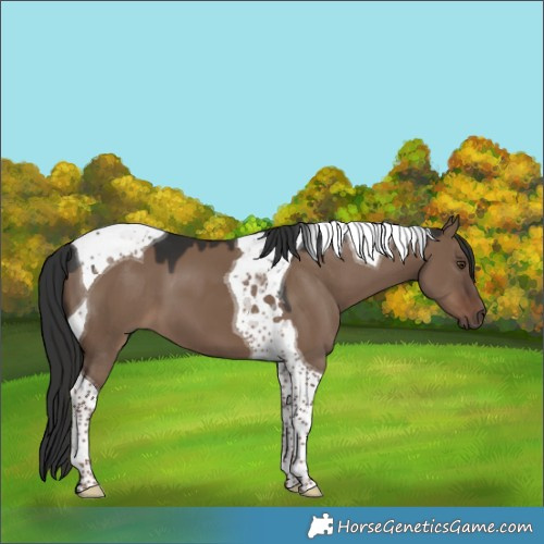 Horse Color:Liver Red Dun Tobiano