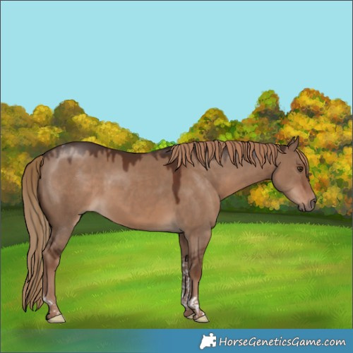 Horse Color:Liver Red Dun Tobiano Rabicano 