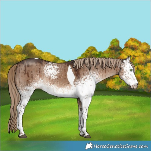 Horse Color:White Spotted Liver Red Dun Tobiano Brindle 