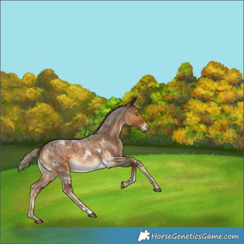 Horse Color:White Spotted Chocolate Palomino Roan Rabicano 