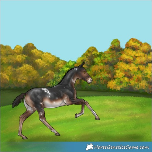 Horse Color:White Spotted Liver Chestnut Sabino Rabicano 
