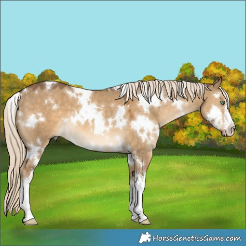 Horse Color:White Spotted Chocolate Palomino Dun