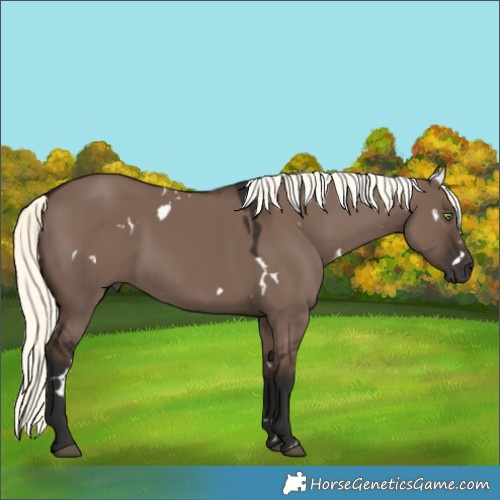 Horse Color:White Spotted Liver Red Dun Mushroom
