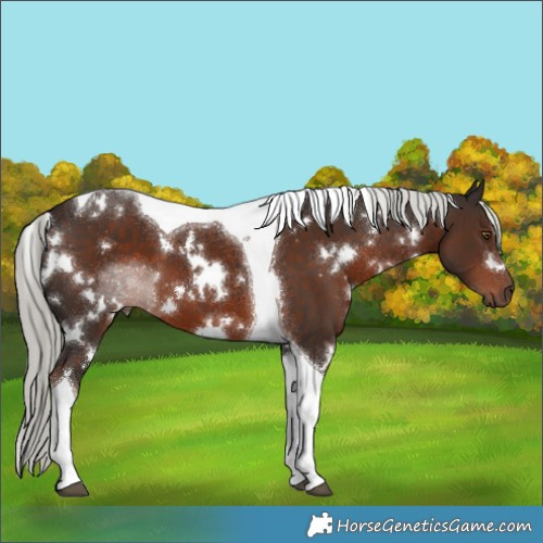 Horse Color:White Spotted Liver Chestnut Mushroom Tobiano 
