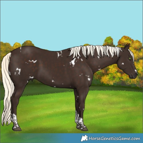 Horse Color:White Spotted Liver Chestnut Mushroom Tobiano Rabicano