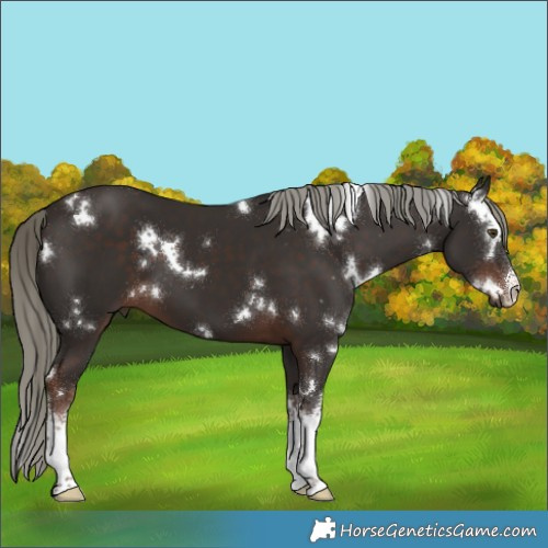 Horse Color:White Spotted Liver Chestnut Mushroom