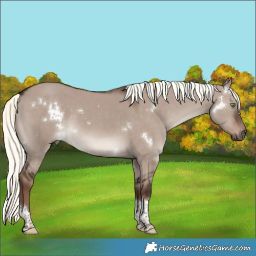 Horse Color:White Spotted Liver Red Dun Mushroom Tobiano 