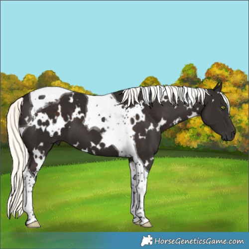 Horse Color:White Spotted Liver Chestnut Mushroom Tobiano