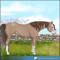 Horse Color:Classic Champagne Splash 