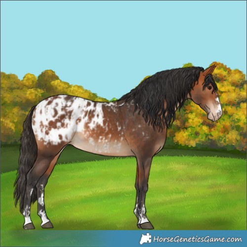 Horse Color:Bay Blanket  and Bay Blanket 