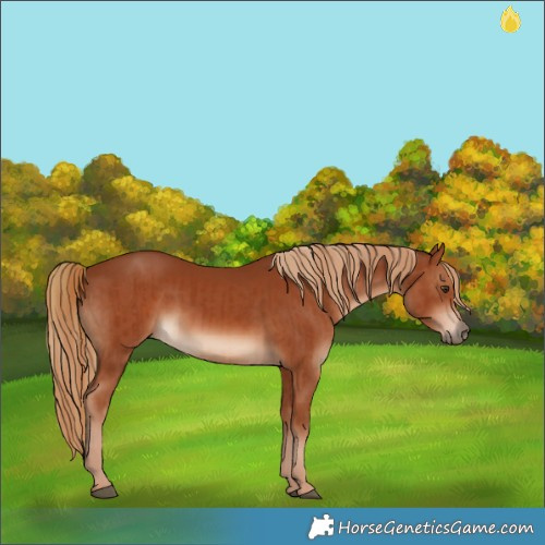 Horse Color:Chestnut  and Chestnut 