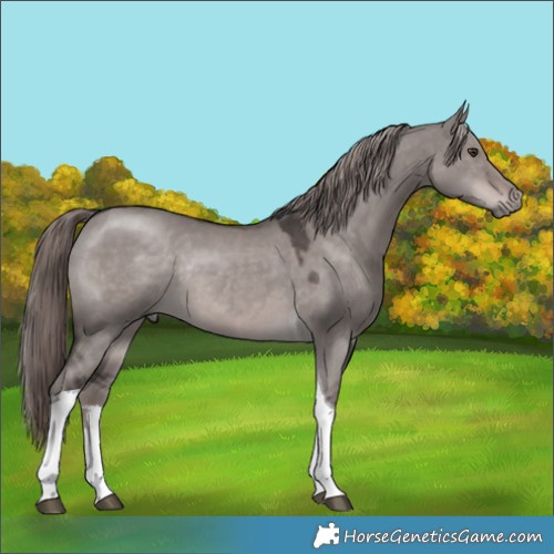 Horse Color:Platinum White Spotted Liver Red Dun Tobiano Rabicano 