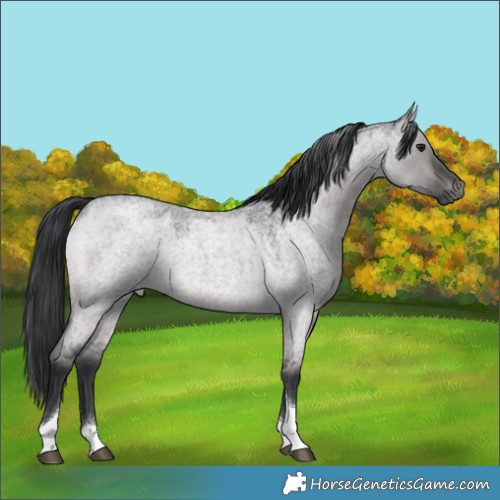 Horse Color:Platinum Brown Roan Dun Tobiano Rabicano