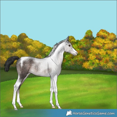Horse Color:Platinum Liver Chestnut Tobiano Rabicano 